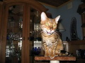 Bengalkatt