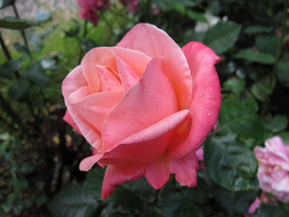 IMG_0660_resize_JPG