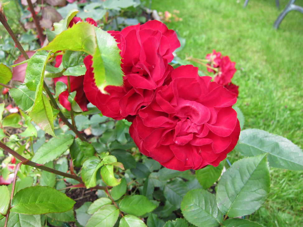 IMG_0657_resize_JPG