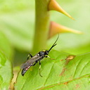 ** PLEASE DESCRIBE THIS IMAGE **