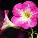 ** PLEASE DESCRIBE THIS IMAGE **