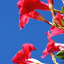 ** PLEASE DESCRIBE THIS IMAGE **