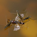 ** PLEASE DESCRIBE THIS IMAGE **