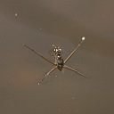 ** PLEASE DESCRIBE THIS IMAGE **