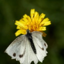 ** PLEASE DESCRIBE THIS IMAGE **