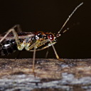 ** PLEASE DESCRIBE THIS IMAGE **