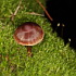 ** PLEASE DESCRIBE THIS IMAGE **