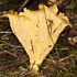 ** PLEASE DESCRIBE THIS IMAGE **