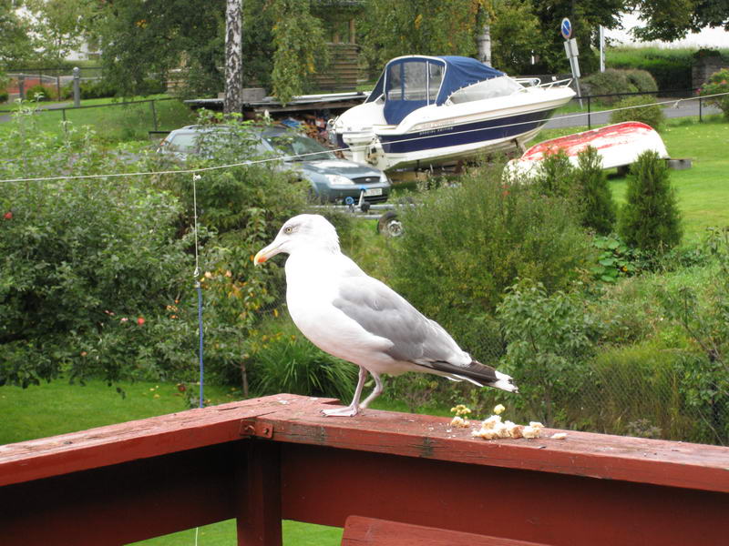 Nesodden