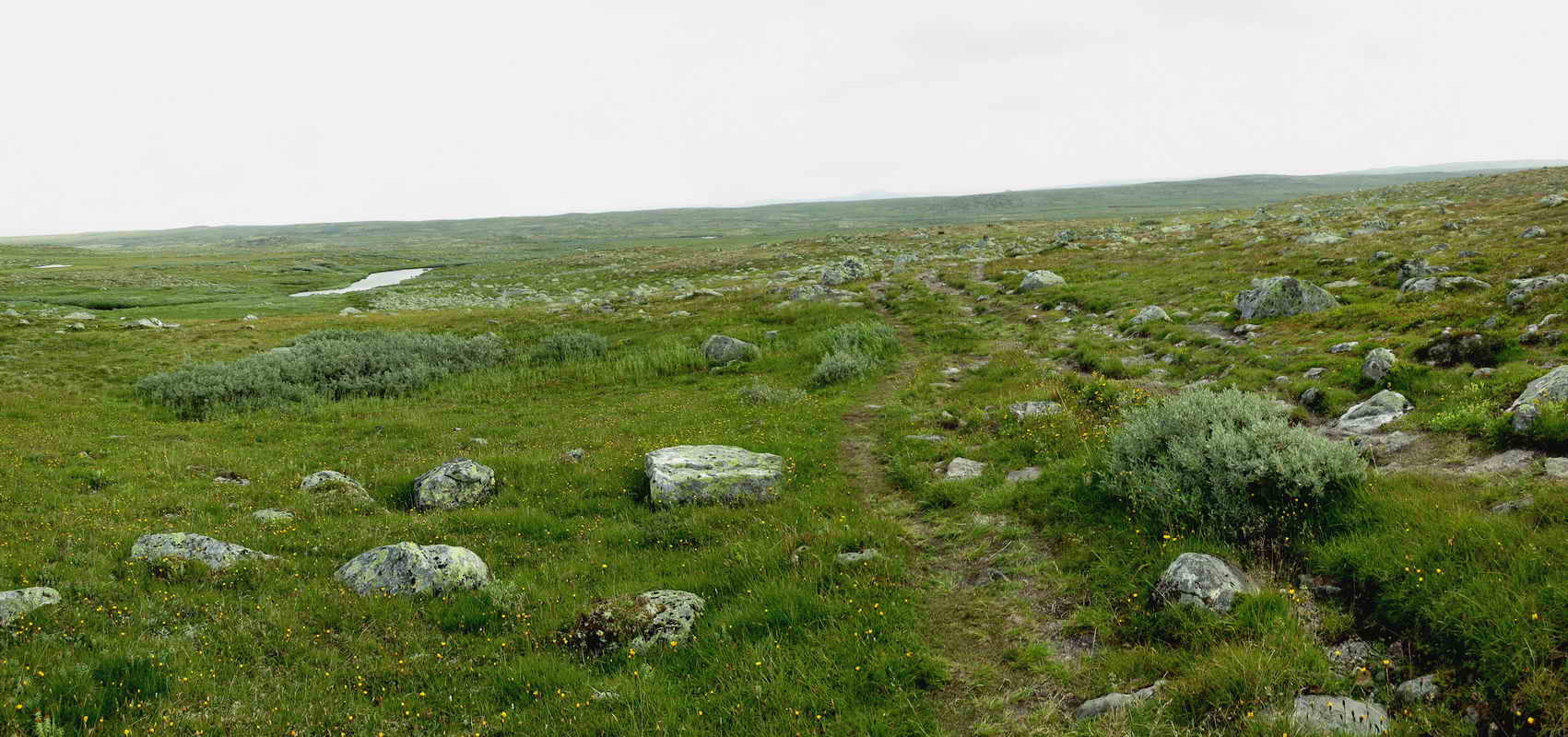 Dyranut