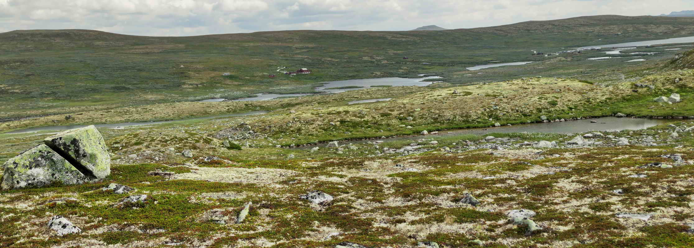 Dyranut