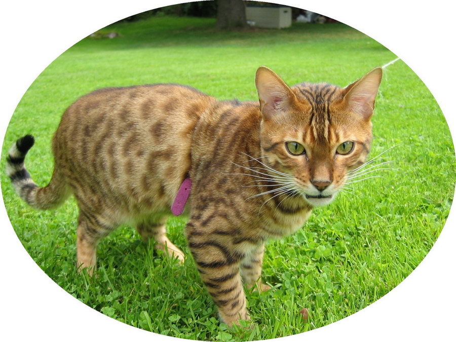 katt