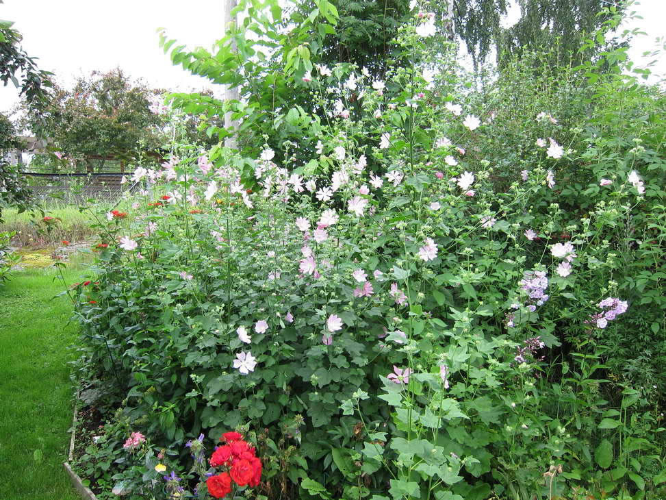 IMG_0664_resize_JPG