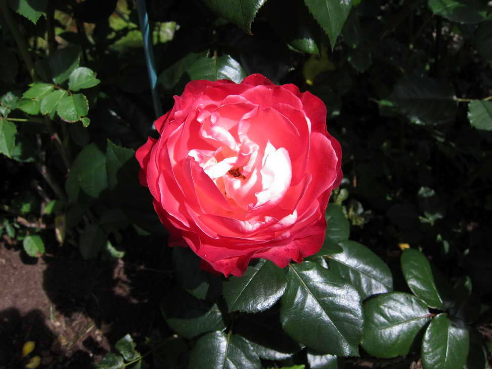 IMG_0622_resize_JPG