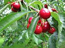 IMG_0662_resize_JPG