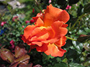 IMG_0625_resize_JPG