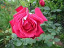 IMG_0663_resize_JPG