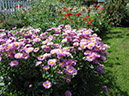 IMG_0620_resize_JPG