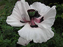 IMG_3872_resize_JPG