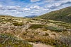 ** PLEASE DESCRIBE THIS IMAGE **